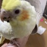 こまっ亭