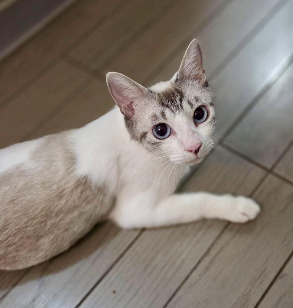 青い目の♡はるかちゃん サムネイル2