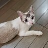 青い目の♡はるかちゃん サムネイル2