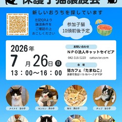 子猫の譲渡会in多摩センター