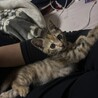 元気いっぱいのベイちゃんです サムネイル2