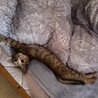 元気いっぱいのベイちゃんです サムネイル3