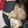 元気いっぱいのベイちゃんです サムネイル4