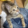 元気いっぱいのベイちゃんです サムネイル5