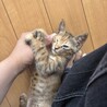 元気いっぱいのベイちゃんです サムネイル7