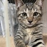 とらみ・美人で少し気が強いかな サムネイル1