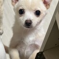 元気いっぱいポメチワの男の子⭐︎６ヶ月