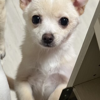 元気いっぱいポメチワの男の子⭐︎６ヶ月