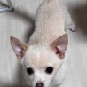 元気いっぱいポメチワの男の子⭐︎６ヶ月 サムネイル2