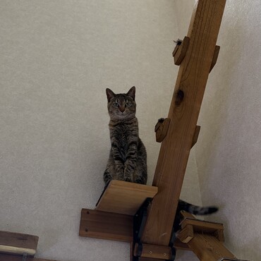 毎朝ヒョウに一方的に追いかけられるモモ(ﾟoﾟ;;迷惑そう⁇絶対捕まらないわ(^-^)v