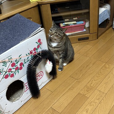 食器棚の上に追い詰めたつもりψ(｀∇´)ψモモはソファーに飛んで逃走o(^▽^)o
