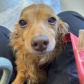 里親様大募集中！人が大好きサニーくん