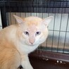 引っ込み思案の『殿』君 サムネイル3
