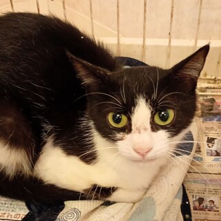 小柄なお母さん猫の『mach(マッチ)』ちゃん