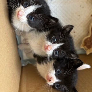 公園猫現場に遺棄された小さなハチワレ姉妹