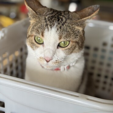 の写真
