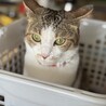の写真