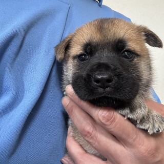 ころっころでかわいいです