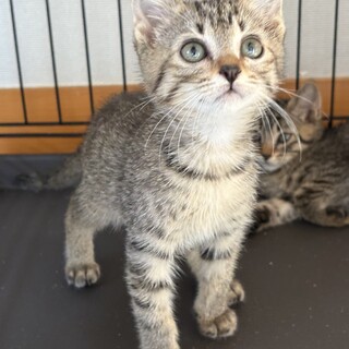 おっとり美猫の女の子♡