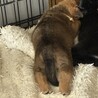 一旦募集停止おっとりしている女の子です サムネイル4