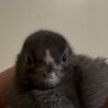 可愛いアローカナのひよこ サムネイル2