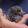 可愛いアローカナのひよこ サムネイル3