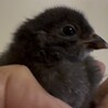可愛いアローカナのひよこ サムネイル4