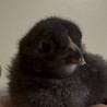 可愛いアローカナのひよこ サムネイル5