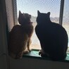 strawberry0cat4