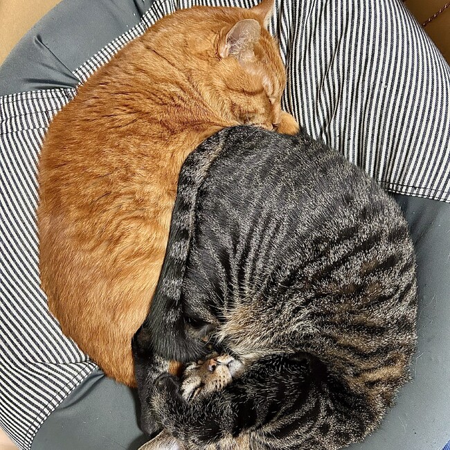 よもつちゃんのカバー写真