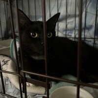 ミサキ