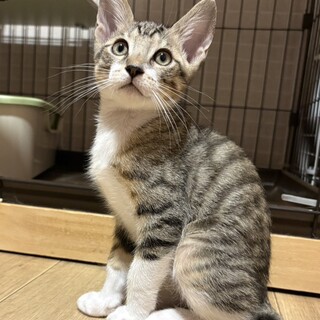 キョトン顔がたまらない♡ セラ♂