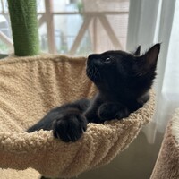 キキ