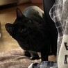 ココ