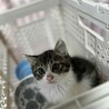 『ぐれむ』とっても食いしん坊 サムネイル6