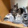 『ぐれむ』とっても食いしん坊 サムネイル7