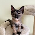 甘えん坊のサビ猫♡あかり