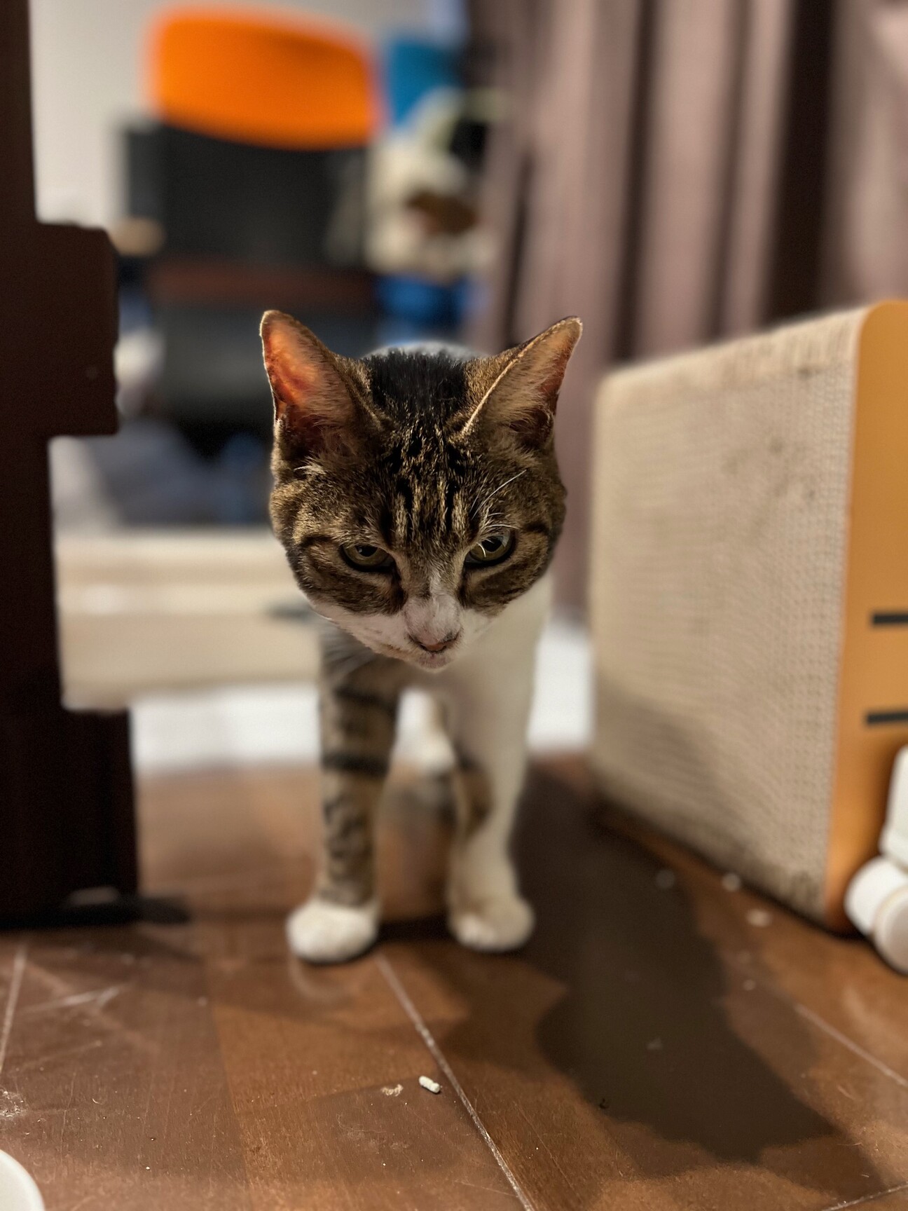 NANA猫ページ 猫の里親募集「『ナナ』15歳のお婆ちゃん猫、ご縁がありますように