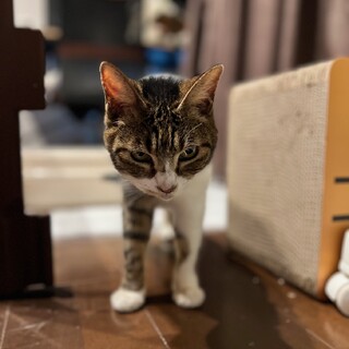 お空へ『ナナ』１５歳のお婆ちゃん猫