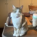 ルーシー☆頼もしの君