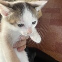元気な子猫ちゃん（2ヶ月）の里親募集します