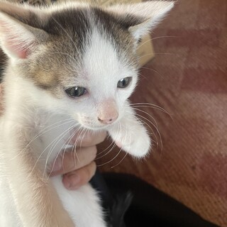 元気な子猫ちゃん（2ヶ月）の里親募集します