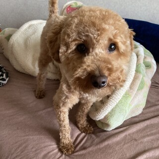 里親になってくださる方募集しています。