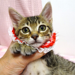 動物愛護センターから★キジトラ♪ベニちゃん２カ月