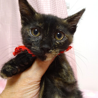 動物愛護センターから★黒サビ♪さっちゃん２カ月