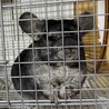 チンチラ　里親募集‼️ サムネイル2