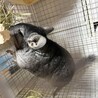 チンチラ　里親募集‼️ サムネイル3