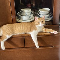 ノア