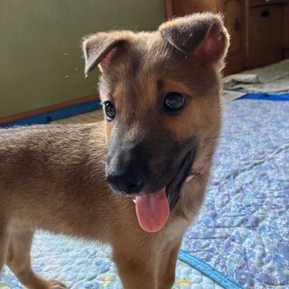 生後二ヶ月人が大好き甘えん坊おす子犬