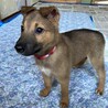 生後二ヶ月人が大好き甘えん坊おす子犬 サムネイル2